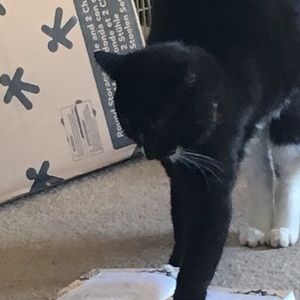 Meet your Posher, Shelby